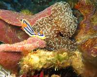 'Twilight Zone' could help preserve shallow water reefs