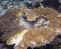 New study links dredging to diseased corals