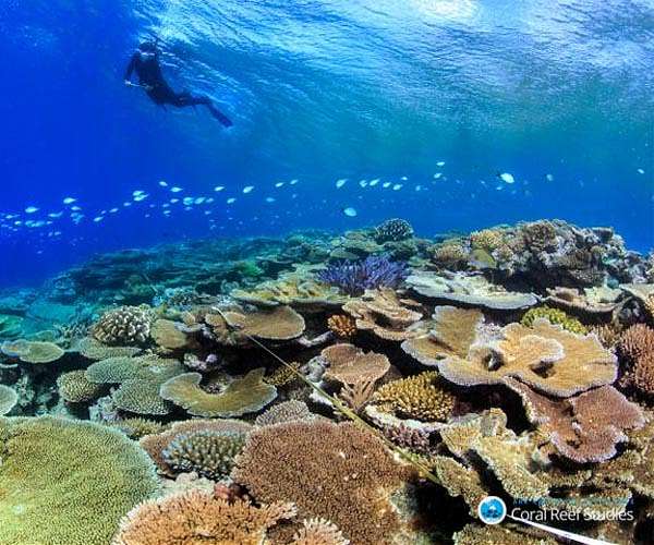 Race to save Cyprus corals from climate change, mass tourism