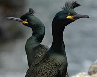 Worsening wind forecasts signal stormy times ahead for seabirds