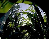 Degradable electronic components created from corn starch