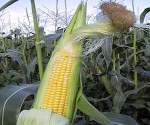 Modern hybrid corn makes better use of nitrogen