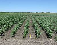 Regulating the indirect land use carbon emissions imposes high hidden costs on fuel