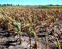 Protein helps plants survive drought