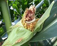 Study shows how GM crops can have diminishing success fighting off insects