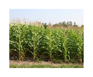 Bigger Corn Plants Bully Smaller Neighbors In No-Till Fields
