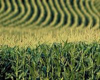 France definitively bans GM corn