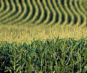 Germplasm, irrigation management make a difference in corn production