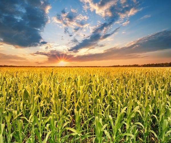 US sets up panel in trade spat with Mexico over GMO corn