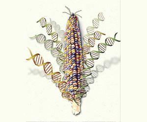 Scientists complete most comprehensive genetic analysis yet of corn