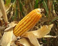 The Impact Of The Diffusion Of Maize To The Southwestern United States