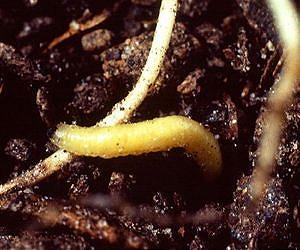 Quantifying corn rootworm damage