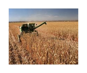S. America drought hits corn yields