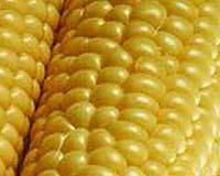 New Method For Producing High-Vitamin Corn Could Improve Nutrition In Developing Countries