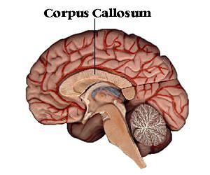 Two Brain Halves Just One Perception