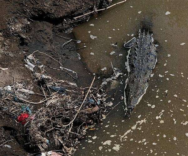 Costa Rica crocodiles survive in 'most polluted' river
