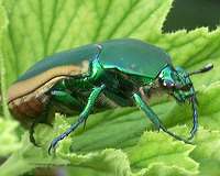 Deciphering the beetle exoskeleton with nanomechanics
