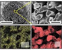 Cotton-based hybrid biofuel cell could power implantable medical devices