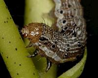 Hybrid swarm in global mega-pest
