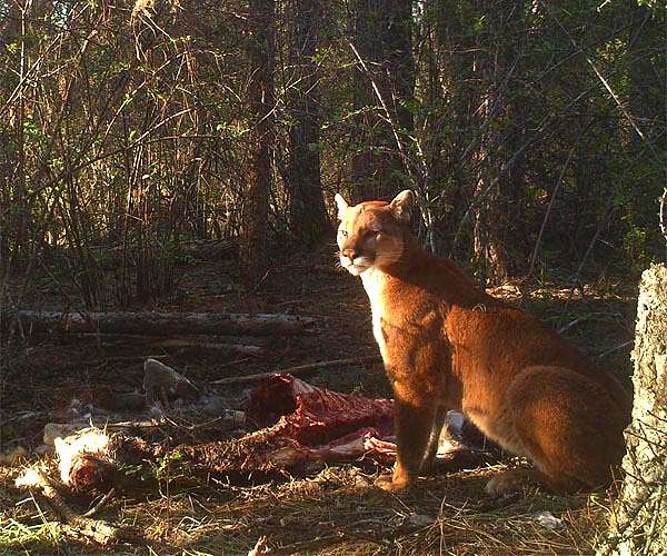 US girl survives rare attack by cougar