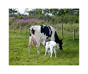 In beef production, cow-calf phase contributes most greenhouse gases