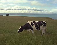 Heaps Of Climate Gas - Pasturing Cows Convert Soil To A Source Of Methane