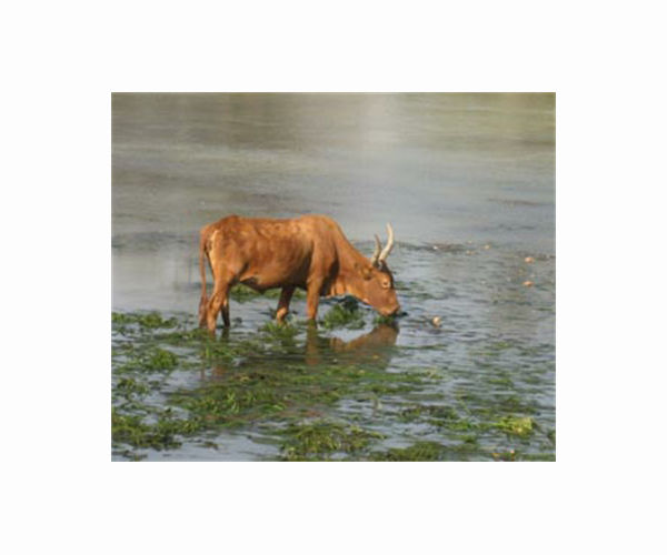 71kg of waste found in stray Indian cow's stomach