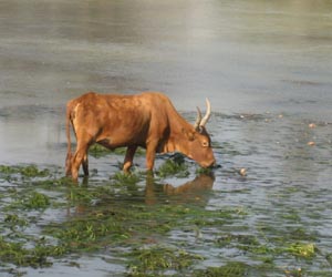 Unusual Feed Supplement Could Ease Greenhouse Gassy Cows