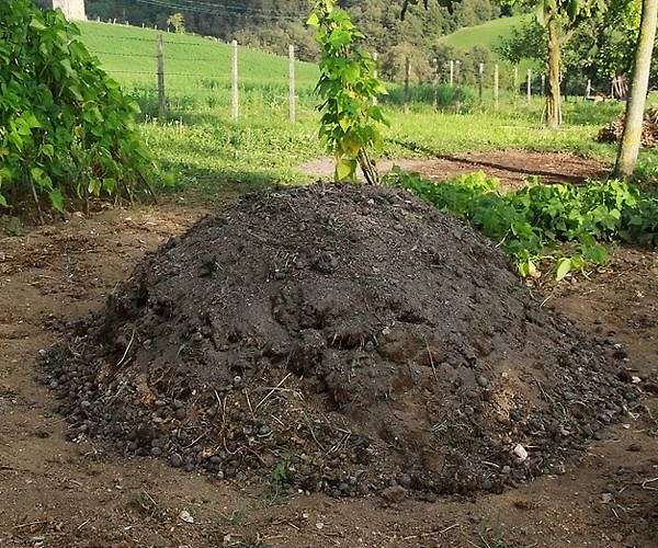 Dung power: India taps new energy cash cow