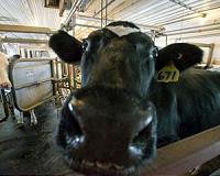 China's giant cow farms leave neighbours up milk creek