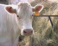 Hotline To The Cowshed