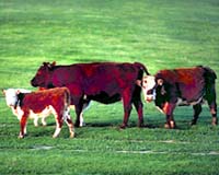Growth hormone in dairy cows a greenhouse-gas plus: study