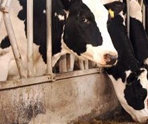 Choosing Organic Milk Could Offset Effects Of Climate Change