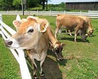 Burger King unveils Whopper from cows on green diet