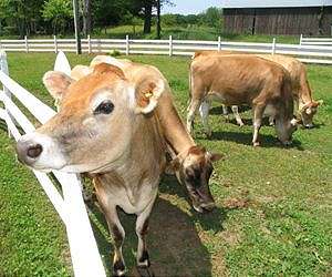 Can Naturally Raised Beef Find Its Place In The Industry