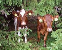 Early childhood exposure to farm animals boosts immunological responses
