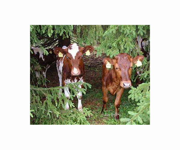 Hiking surge leaves wild cows starving on Hong Kong island