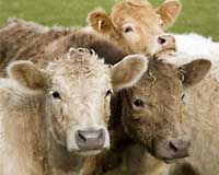 Foot And Mouth Disease Outbreak Model Takes Shape