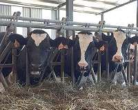 Teeth of British farmers show earliest direct evidence of milk consumption