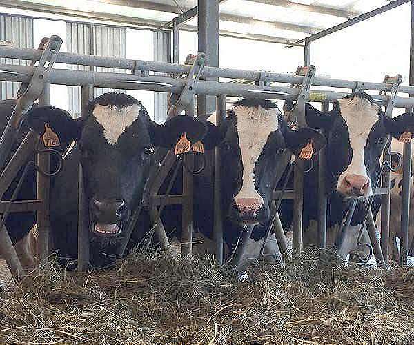 Seaweed could reduce levels of methane cows belch into the atmosphere