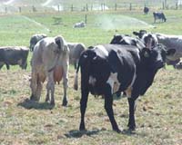 Cows Supplemented With rbST Reduce Agriculture's Environmental Impact