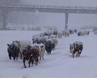 Blizzard kills 15,000 cows in Texas