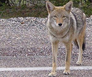 Genetic Evidence Confirms Coyote Migration Route to Virginia and Hybridization with Wolves
