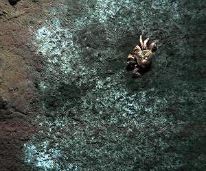 Methane seeps of the deep sea: A bacteria feast for lithodid crabs
