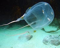 Scientists Unravel Evolution Of Highly Toxic Box Jellyfish