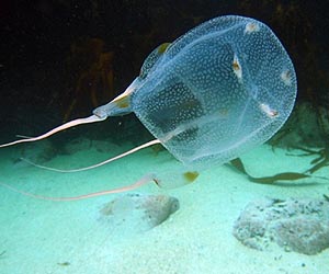 Box jellyfish look out to the world above the water