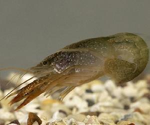 Crayfish Brain May Offer Rare Insight Into Human Decision Making