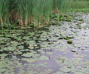 Trading wetlands no longer a deal with the devil