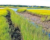 Saltmarsh recovery looks good, falls short