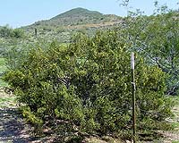 New study on plant speciation